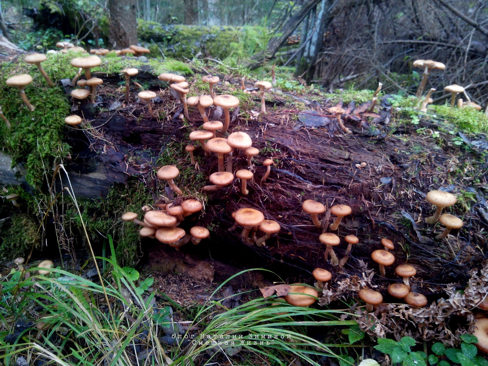 Подъелыши грибы