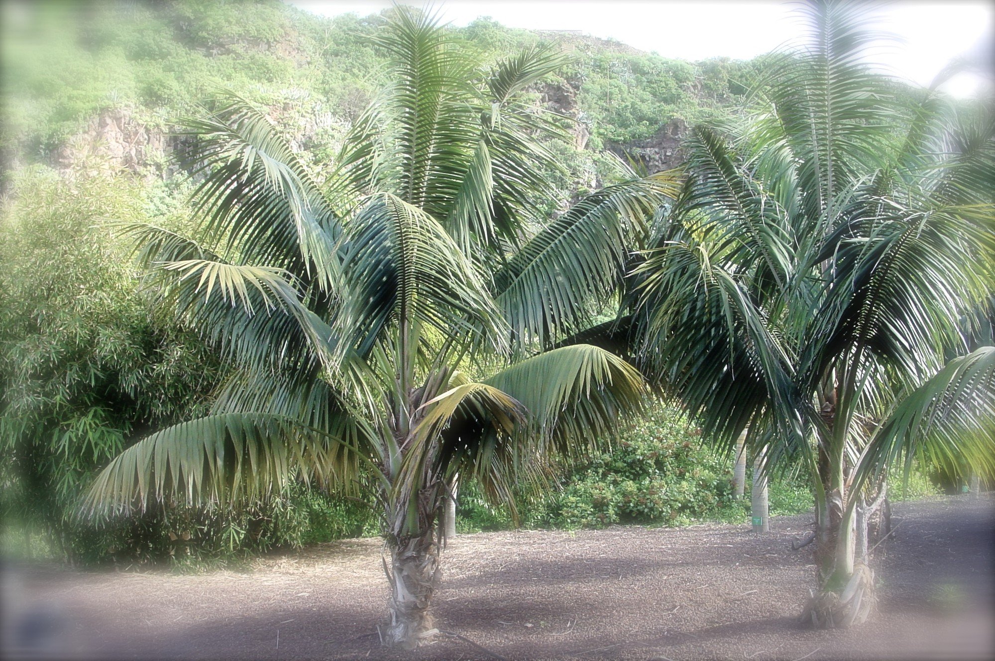 Пальма в экваториальном лесу