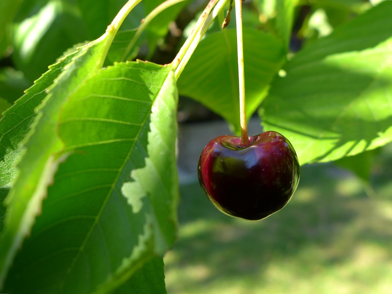 фото плодов вишни