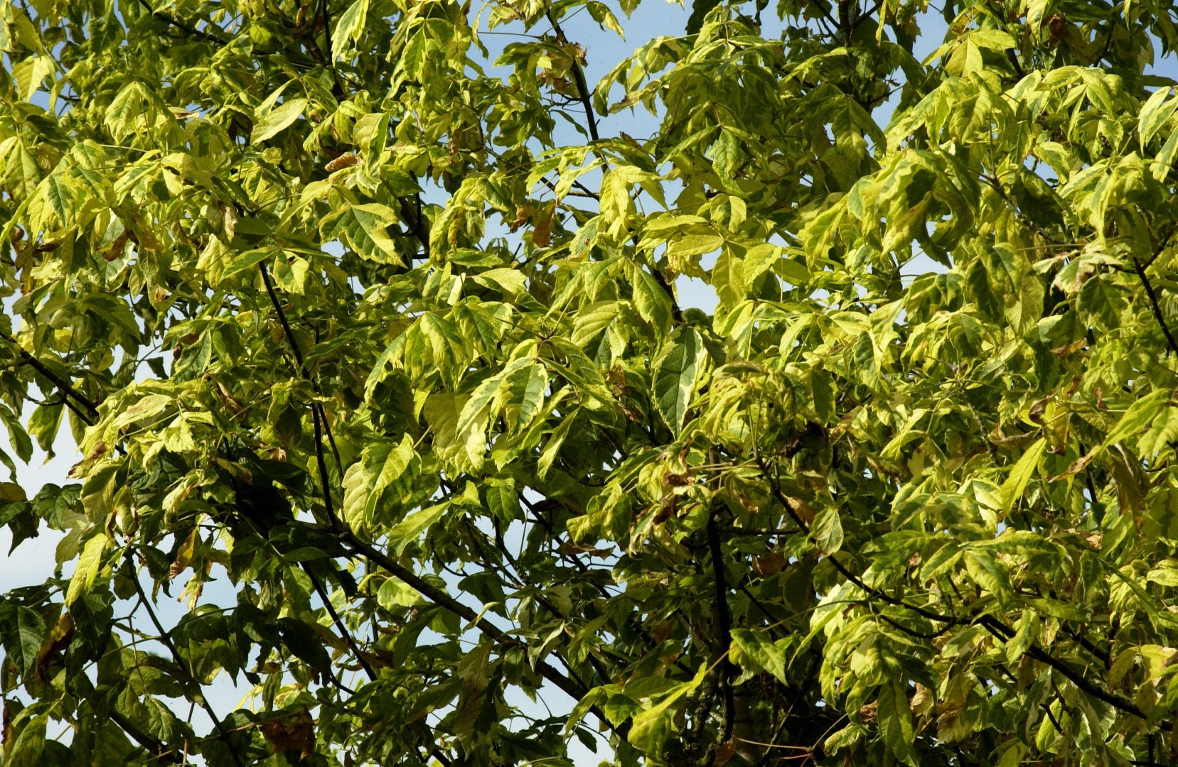 Клен американский (Acer negundo).