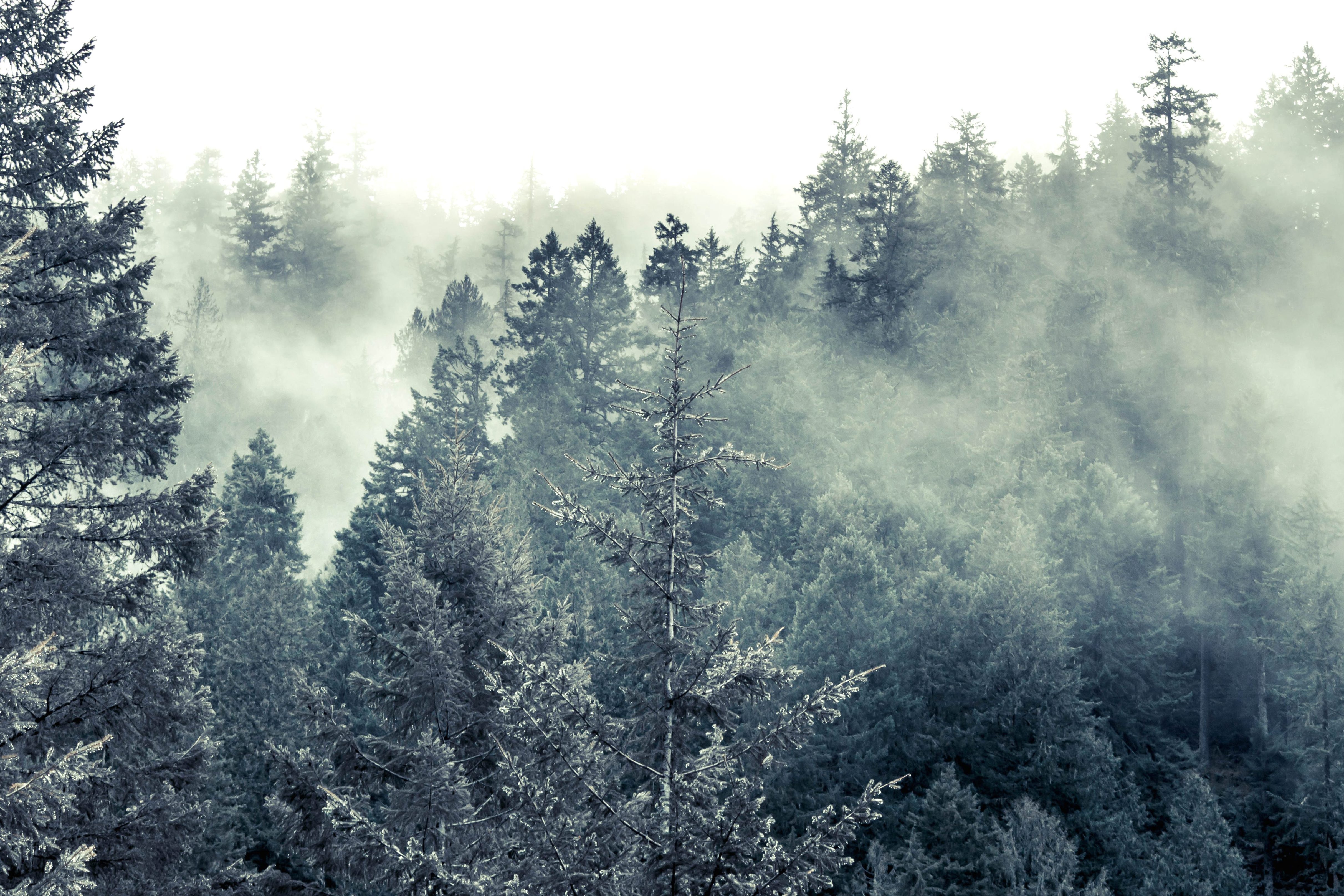 Холодный хвойный лес