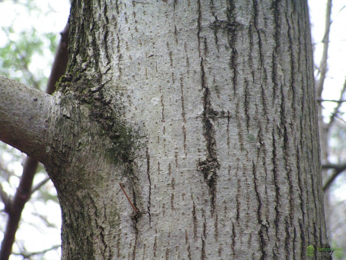 Граб дерево древесина