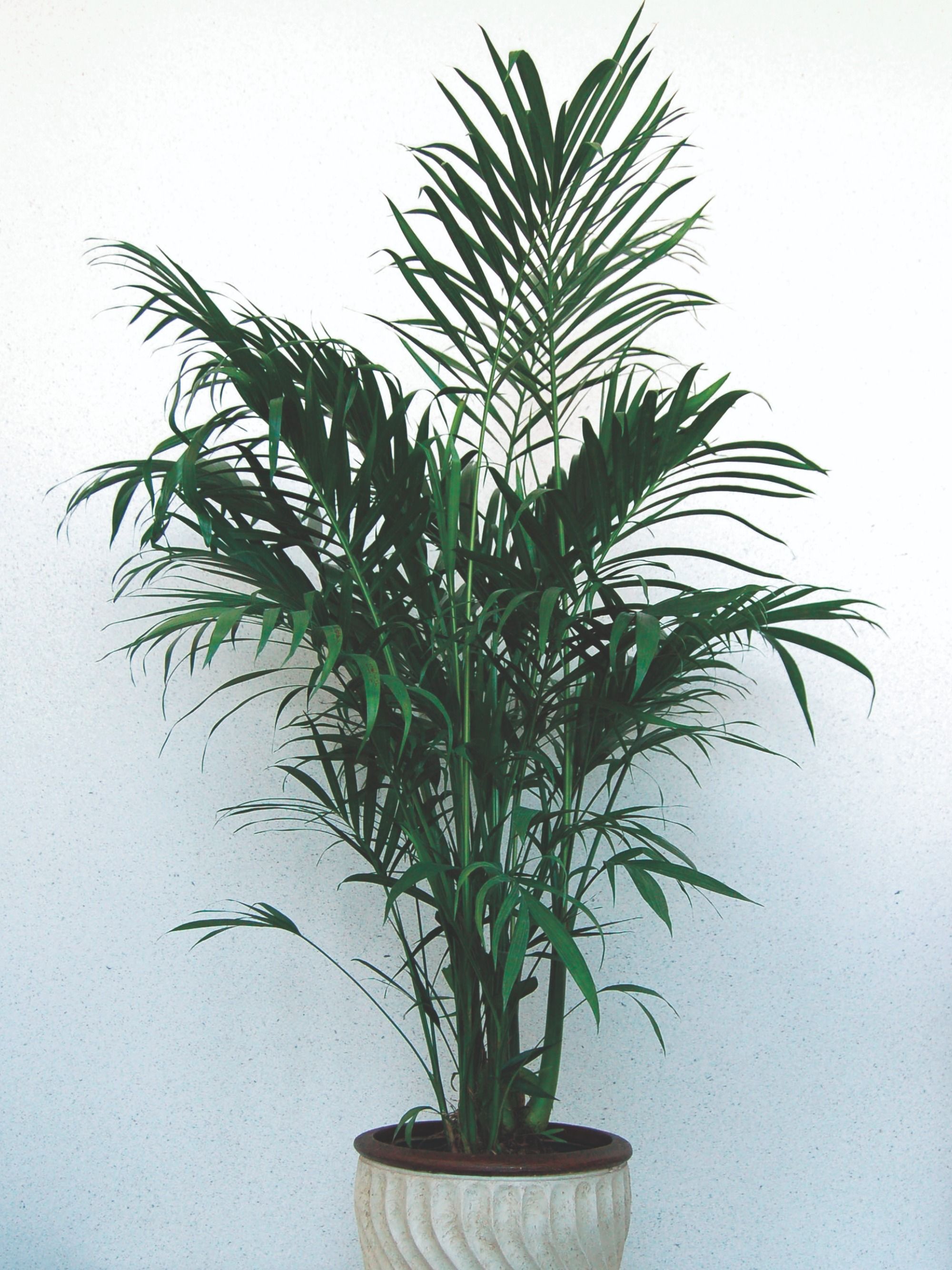 Комнатное растение название пальмы