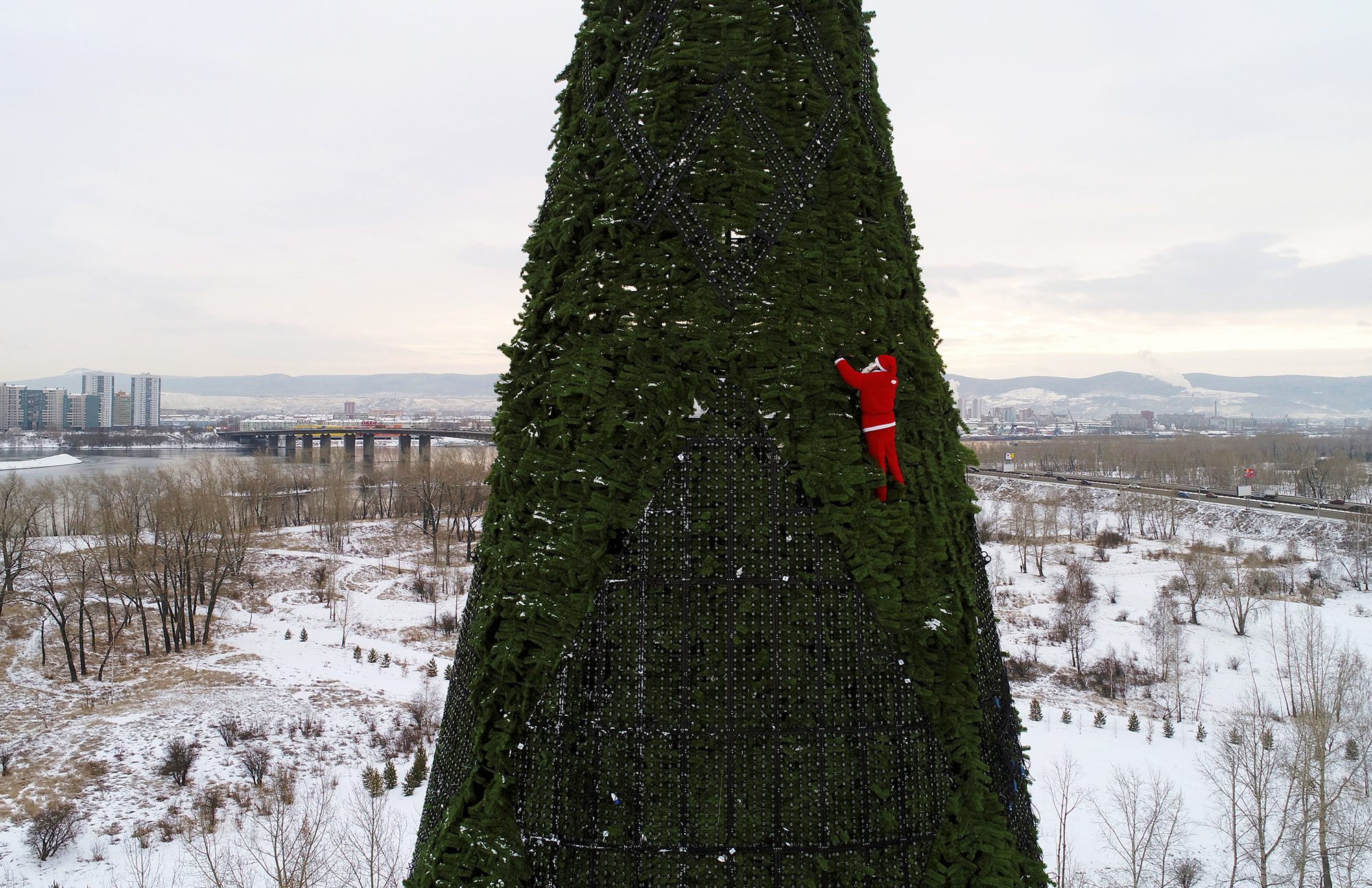 Громадные ели поднимались высоко. Татышев парк елка. Самая высокая елка. Огромная ель. Самая большая елка в России.