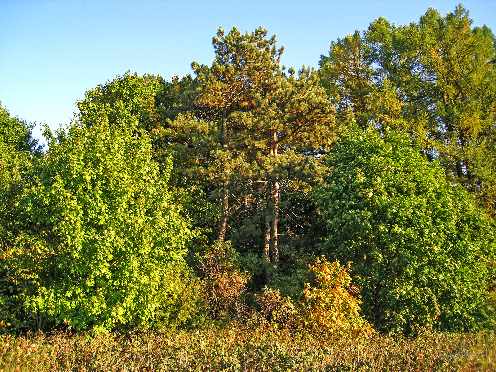 Деревья нижегородской области фото и названия