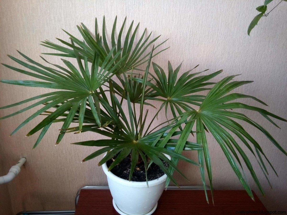 Комнатное растение пальма фото названия виды