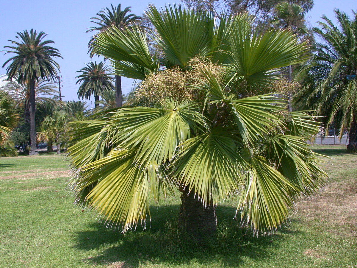 Виды пальм в крыму названия и фото