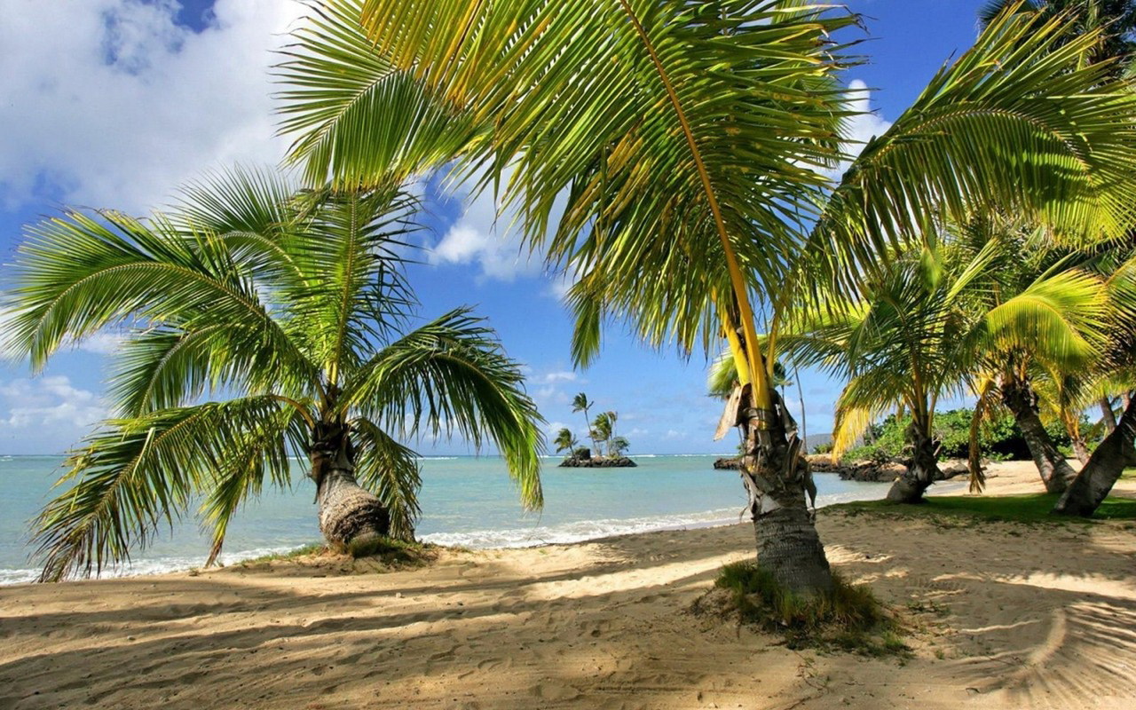 На берегу моря с пальмами
