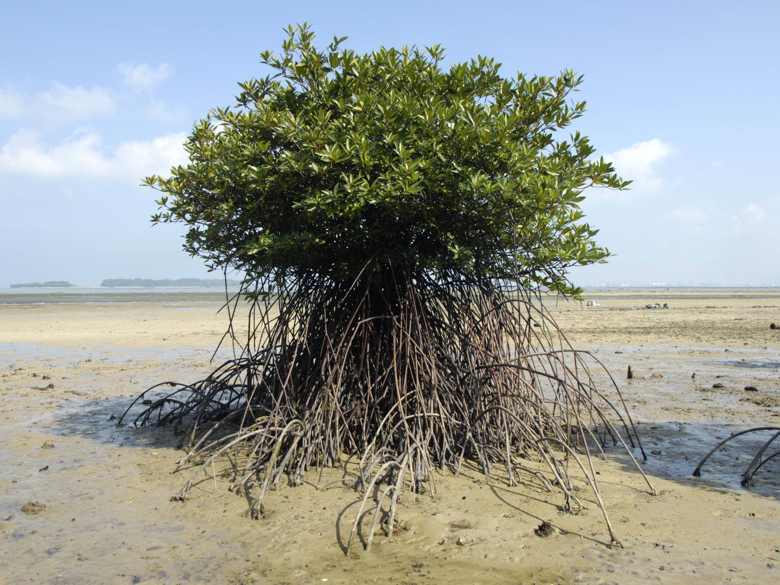 Ризофора мангровая