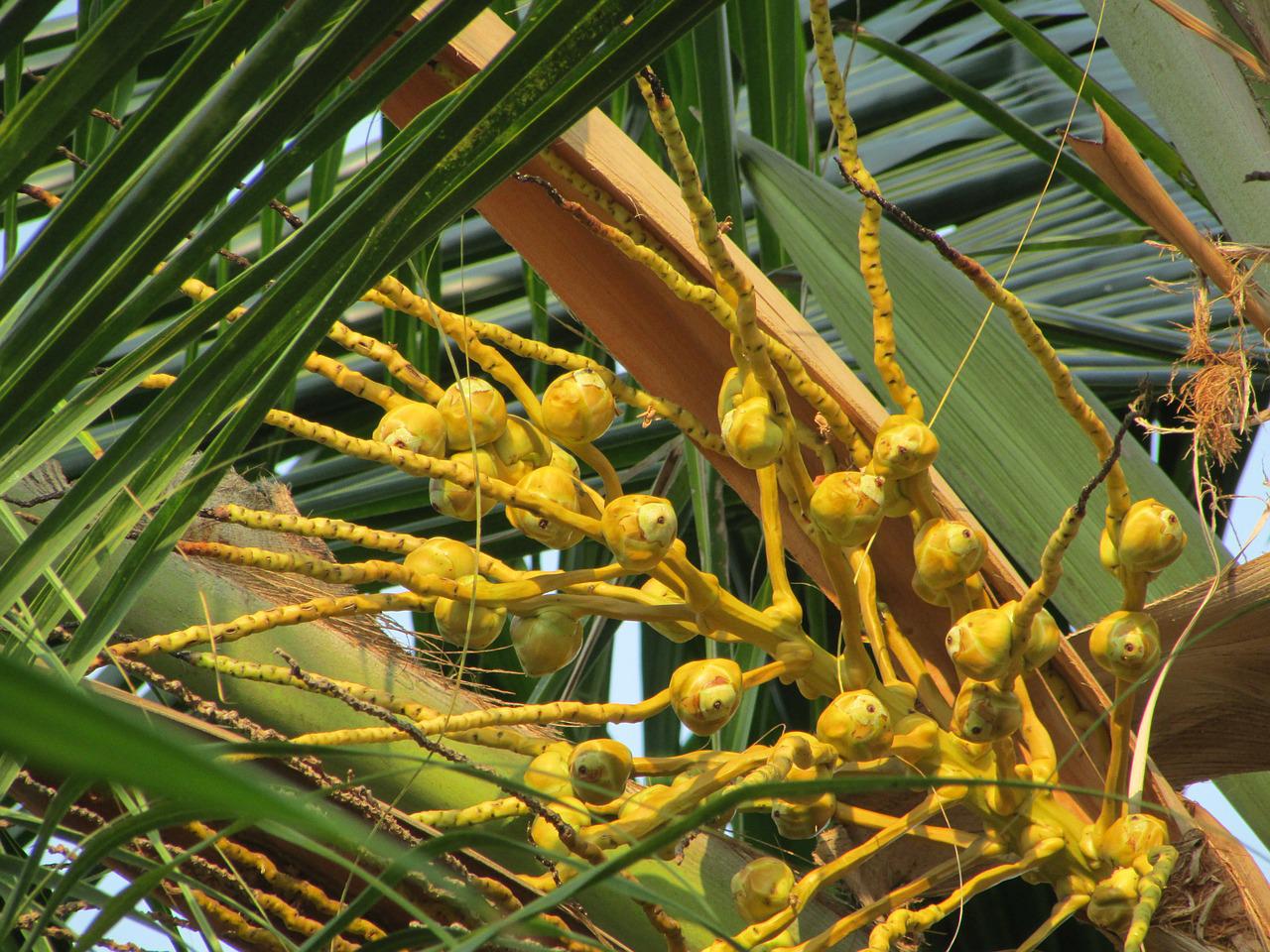 Соцветия кокосовой пальмы