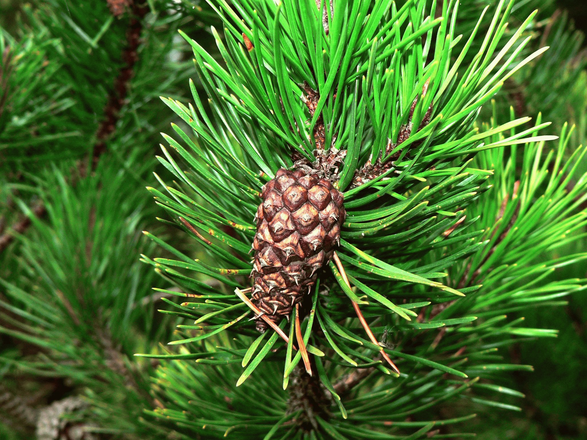 Сосна скрученная Pinus contorta