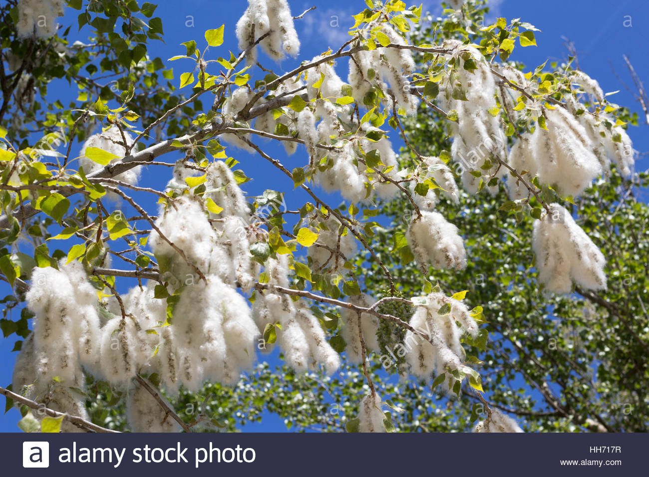 Тополиный пух дерево цветения
