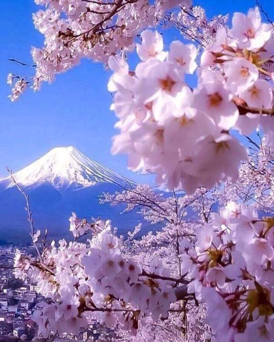 Фудзи цветение Сакуры