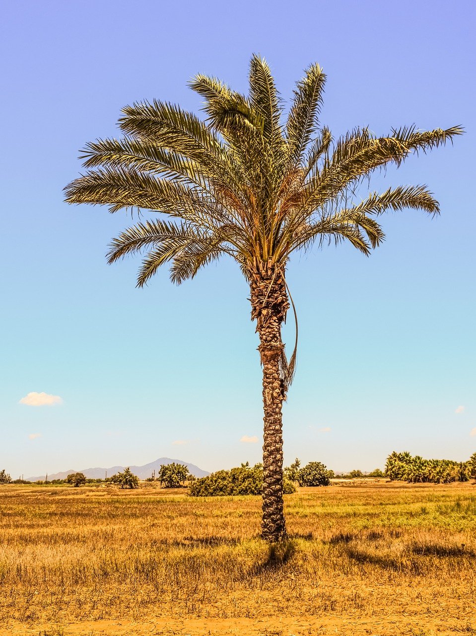 Финиковая Пальма в Африке
