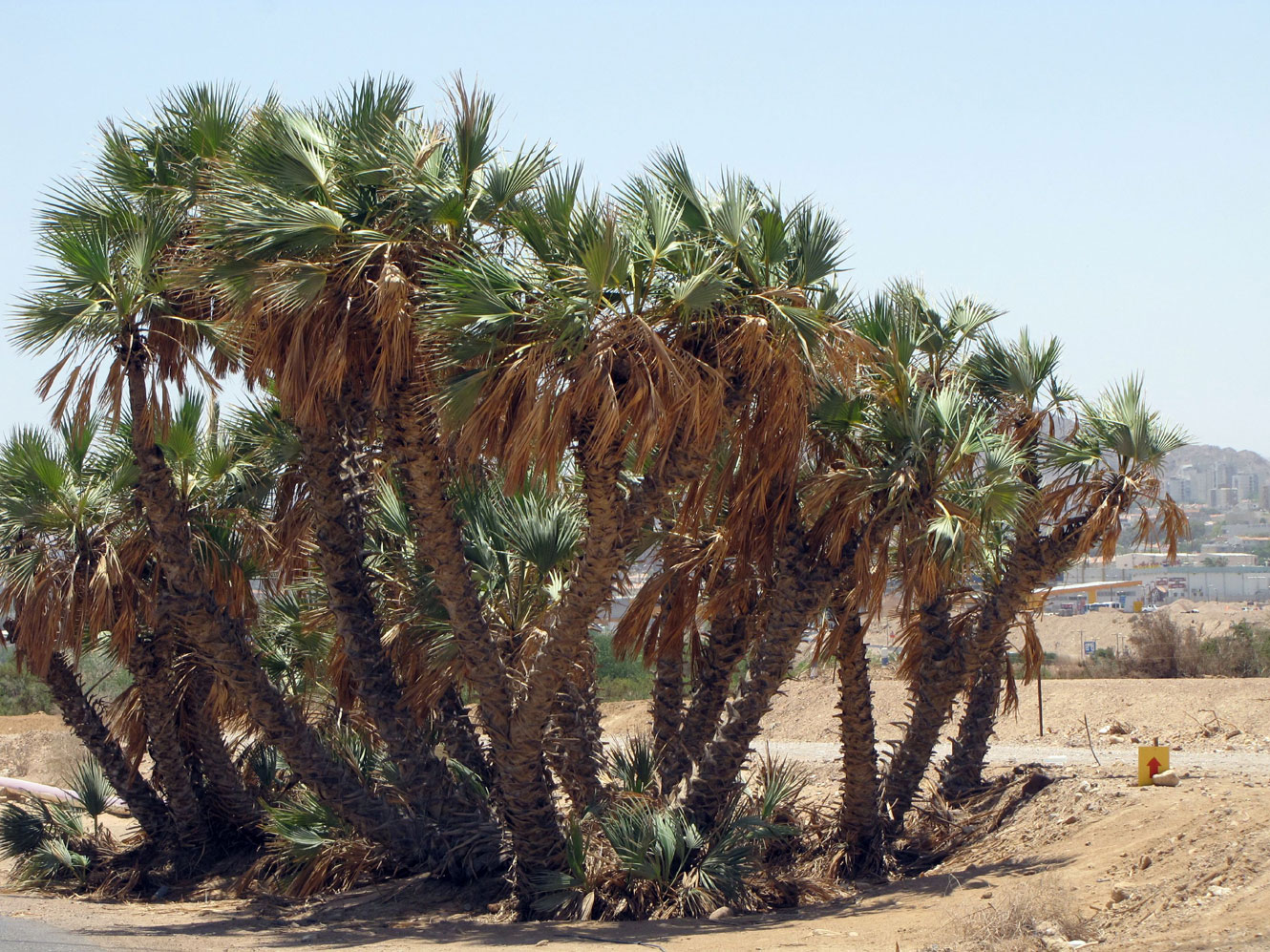 Растения пустыни финиковая Пальма