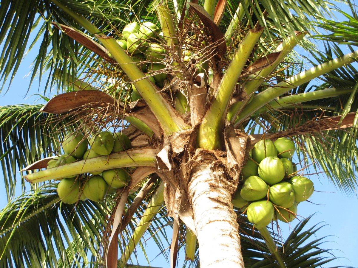 Coconut перевод на русский. Кокосовая Пальма (Cocos nucifera). Кокосы на Пальме. Литокариум Пальма Кокос. Пальма Кокос орехоносный.