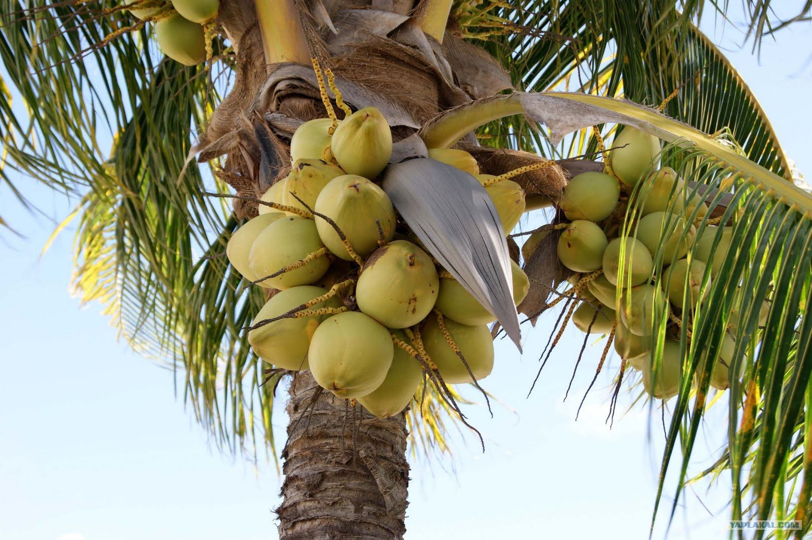 Coconut перевод на русский. Кокос дарахти. Кокосы на Пальме. Карликовая кокосовая Пальма. Кокосовая Пальма плодовые деревья.