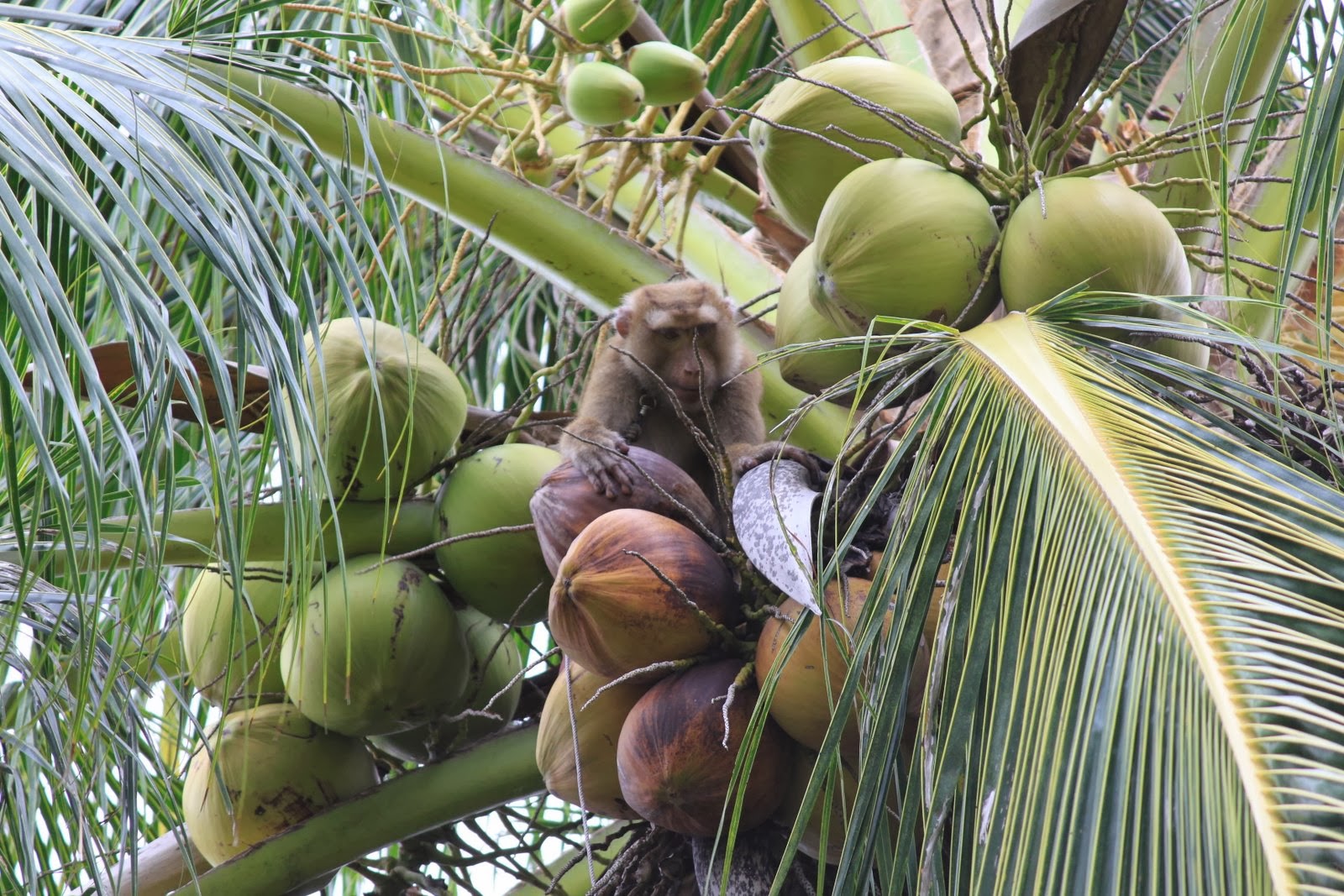 Обезьяны собирают кокосы