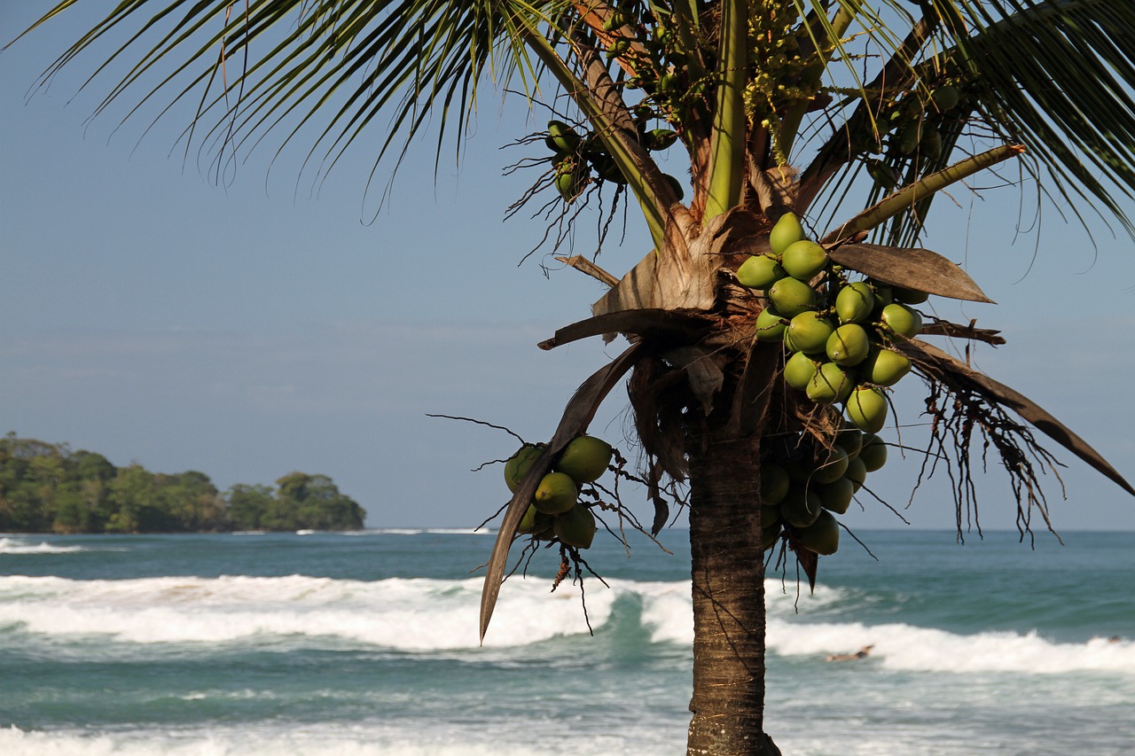Кокосы пальмы море