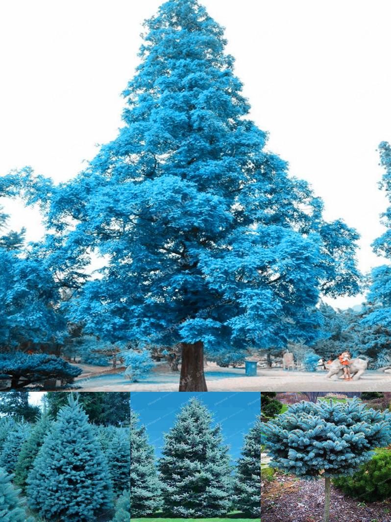 елка фото дерево