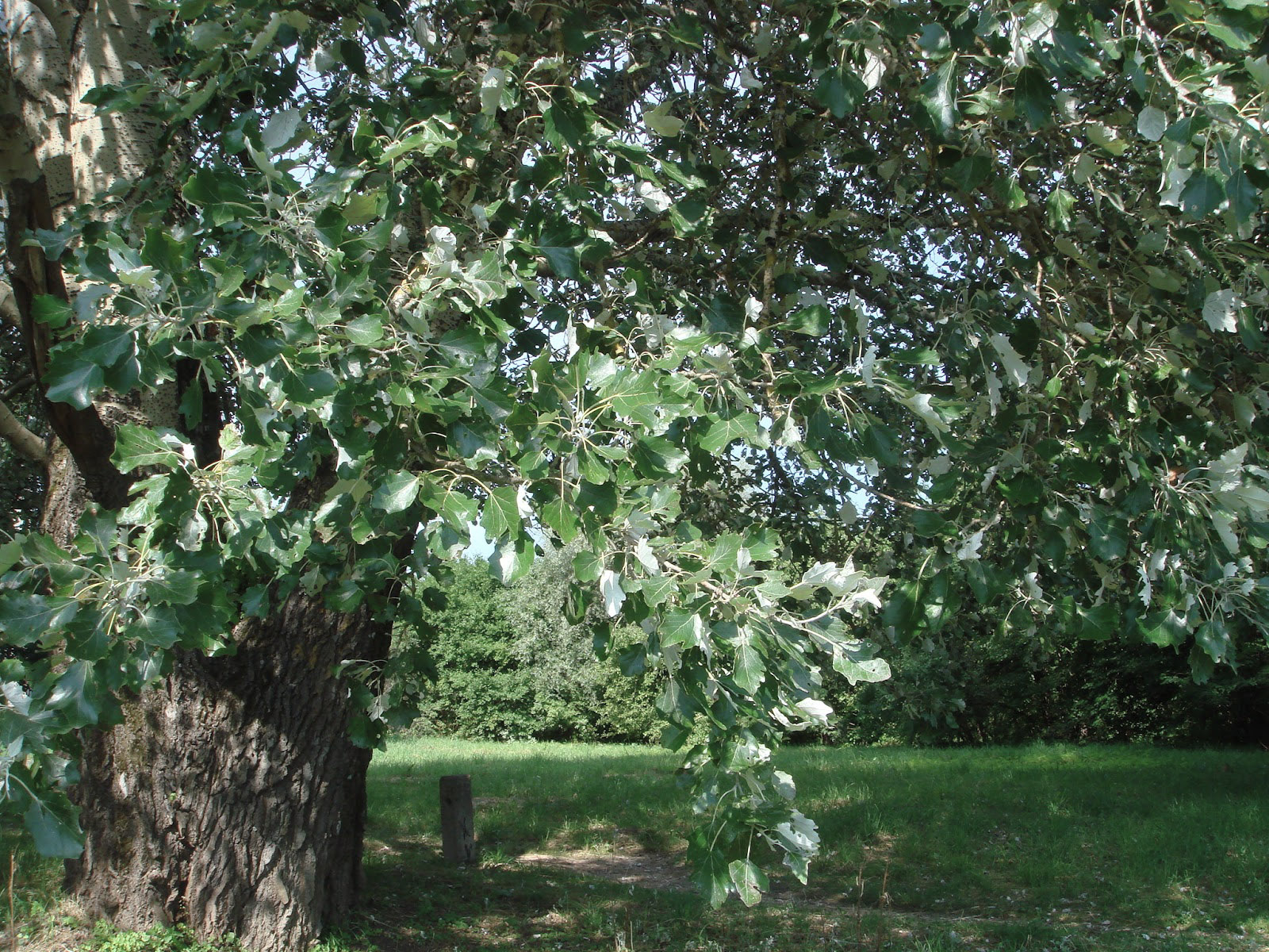 Трио тополя. Тополь Populus Alba. Populus Alba дерево. Populus Alba Тополь белый. Тополь Берлинский.