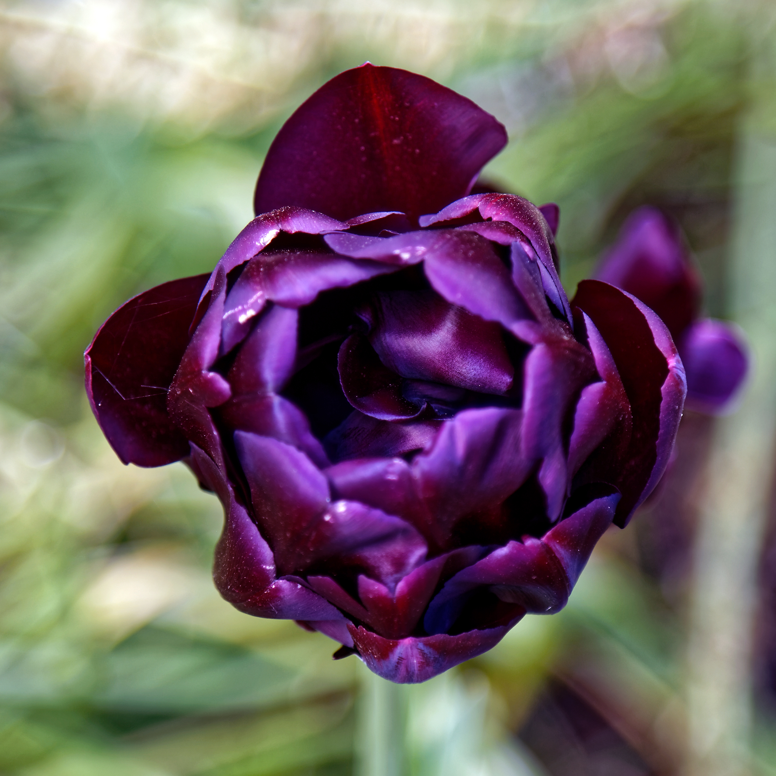 Тюльпан дип перпл рок фото и описание