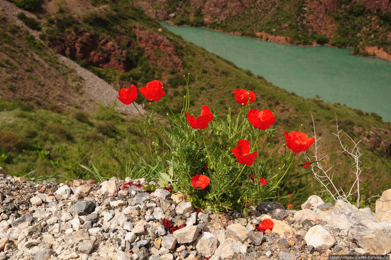 цветы в киргизии