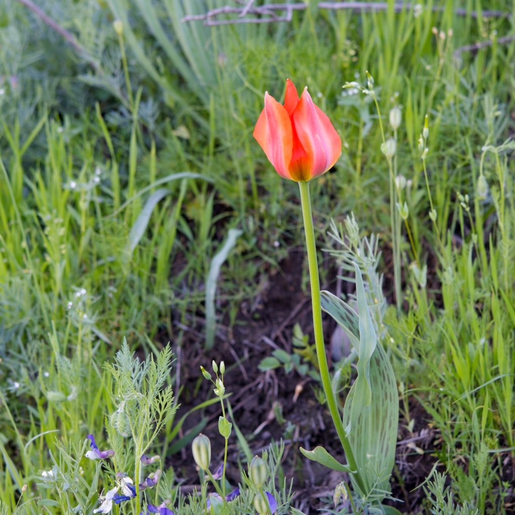 Тюльпан Кыргызстан