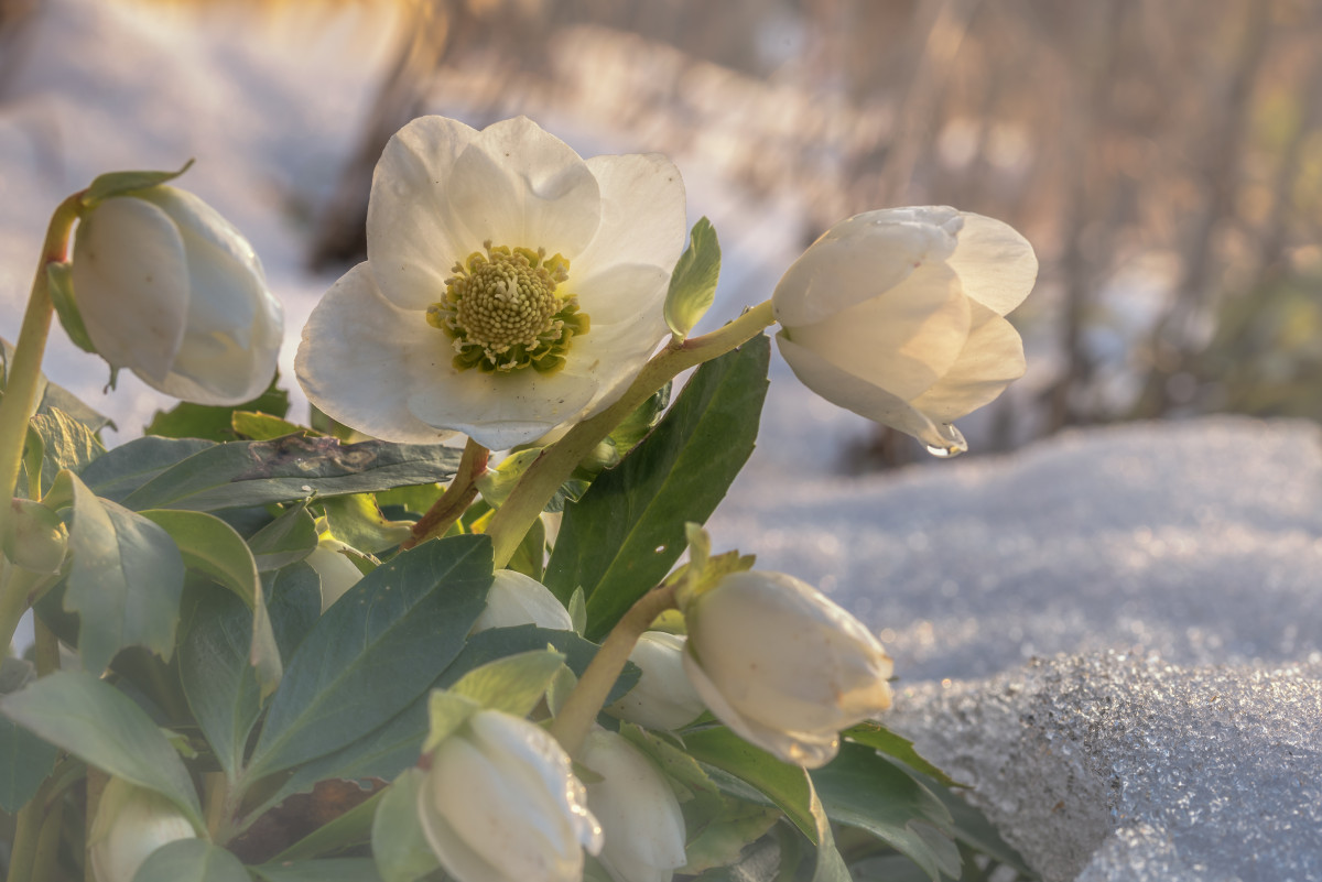 Морозник зимний цветок БП