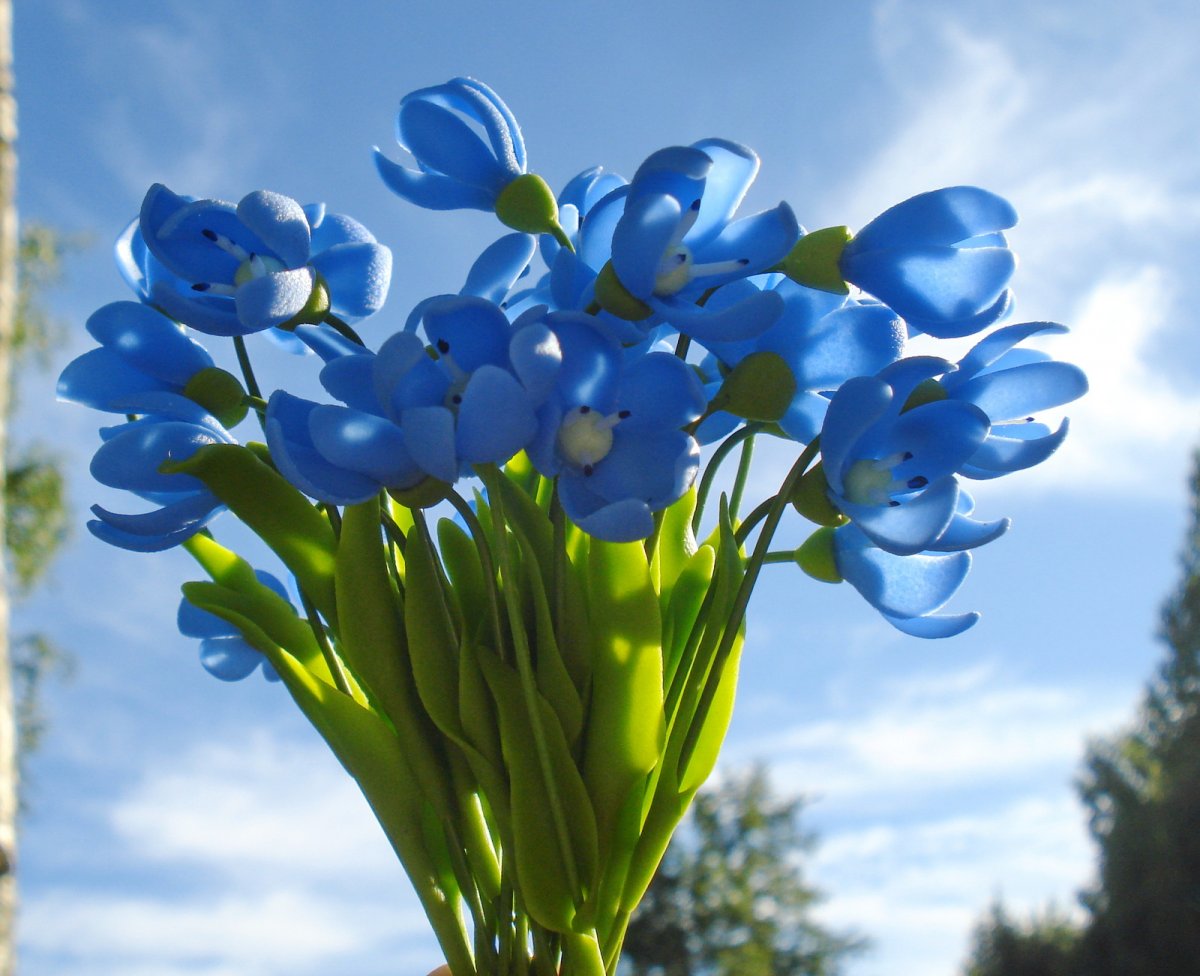 Цветы Голубые Весенние
