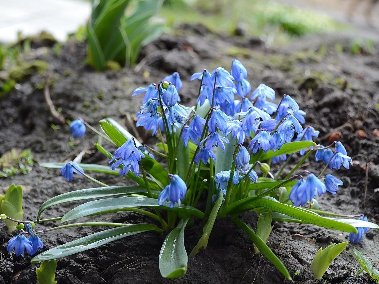 Весенние цветы голубого цвета название и фото