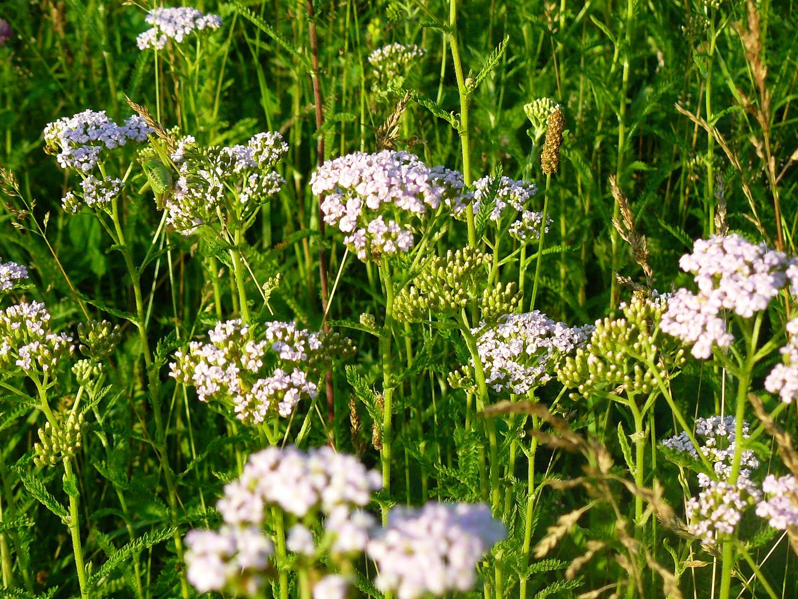 Цветы башкирии фото и названия полевые