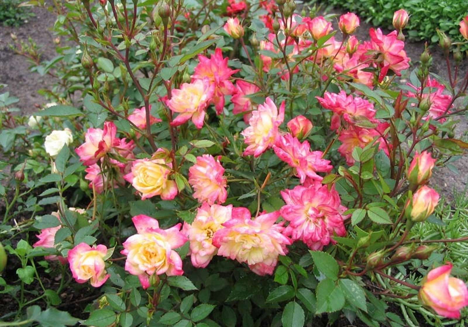 Роза полиантовая маскарад