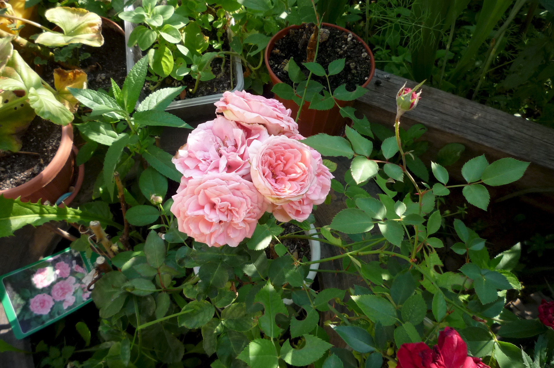 Роза миниатюрная бубикопф