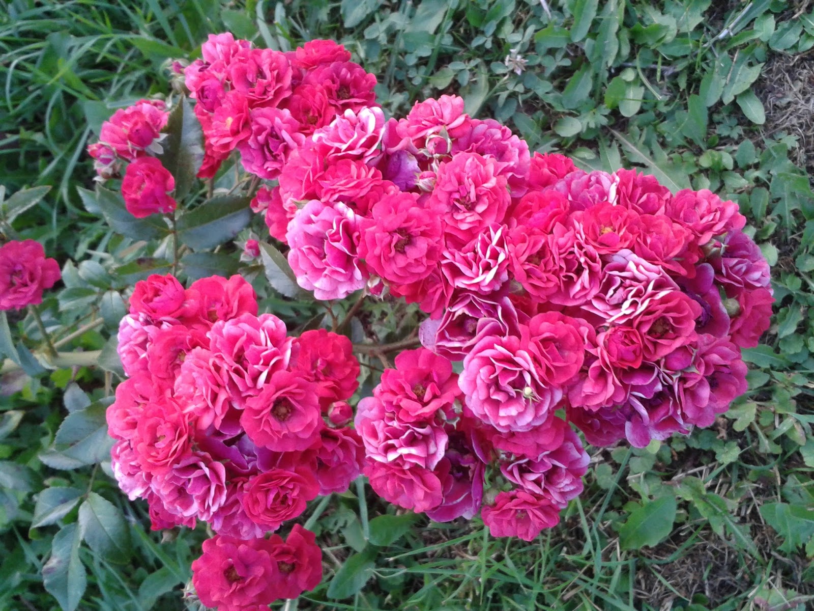 Почвопокровные розы фейри фото