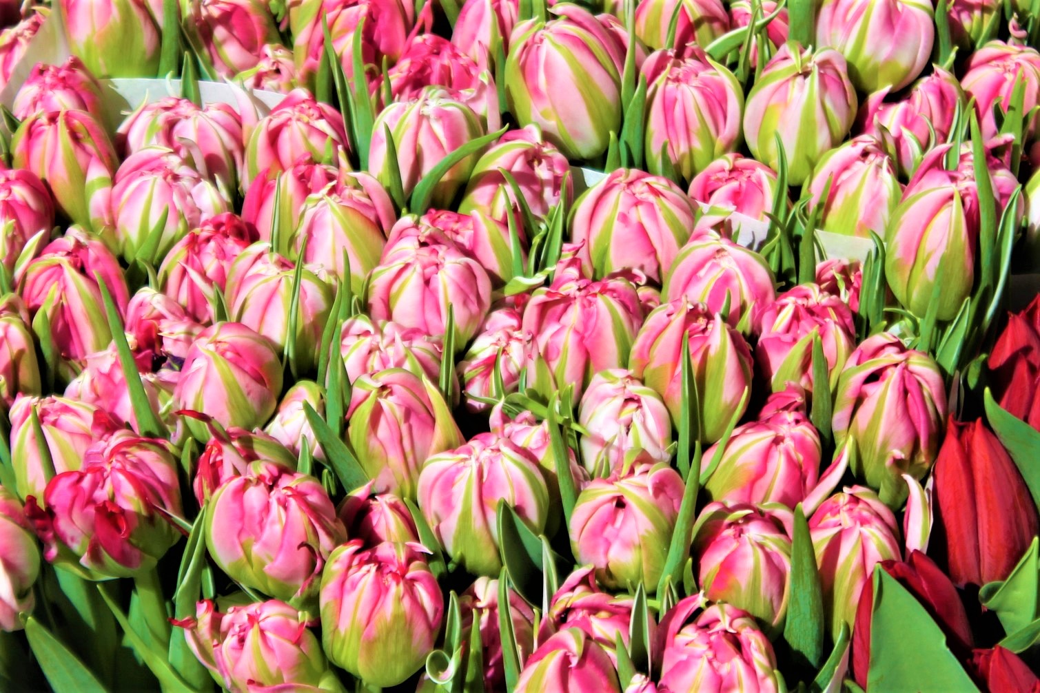 Сорта тюльпанов из голландии