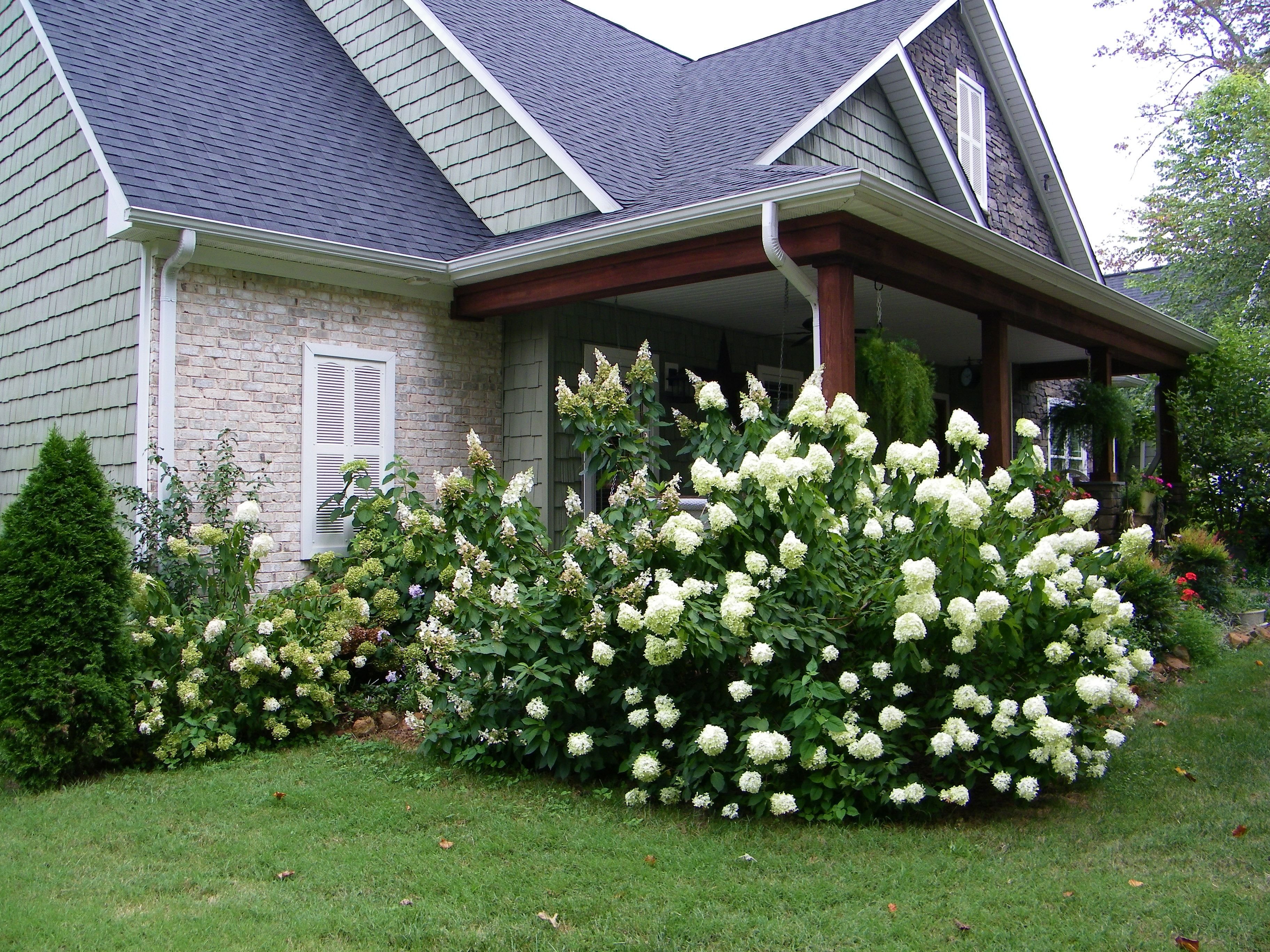 Клумба с розами фото перед домом