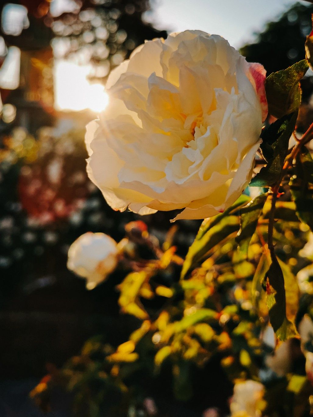 Белая роза на закате