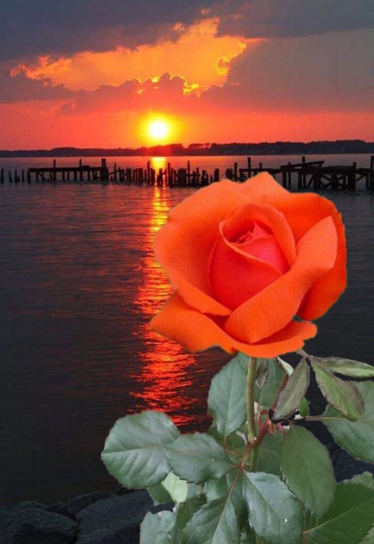 Красивый закат розы