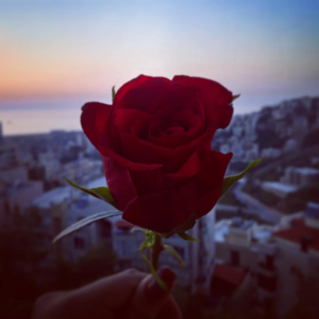 Букет роз на закате