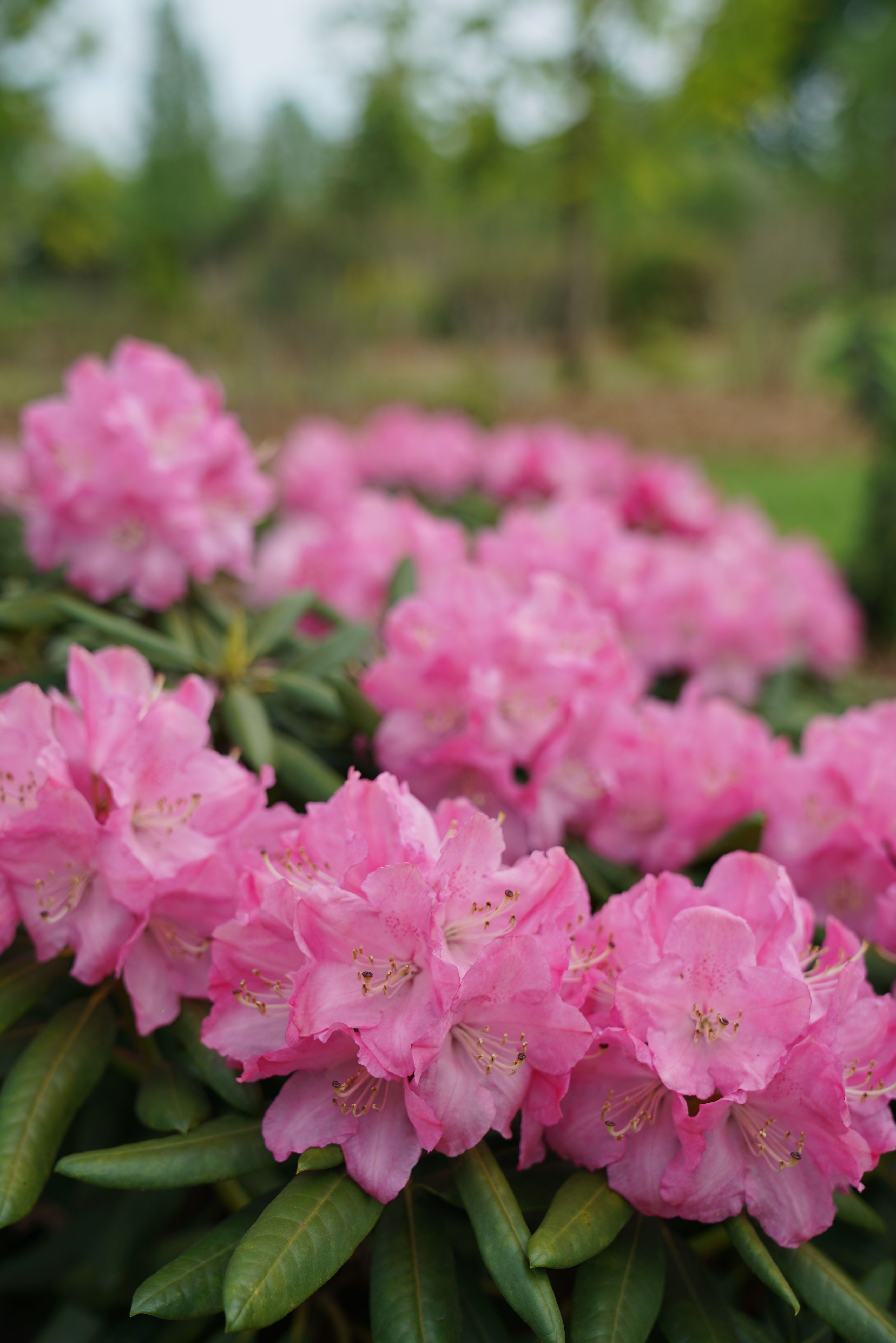 Розовые цветы садовые фото с названиями