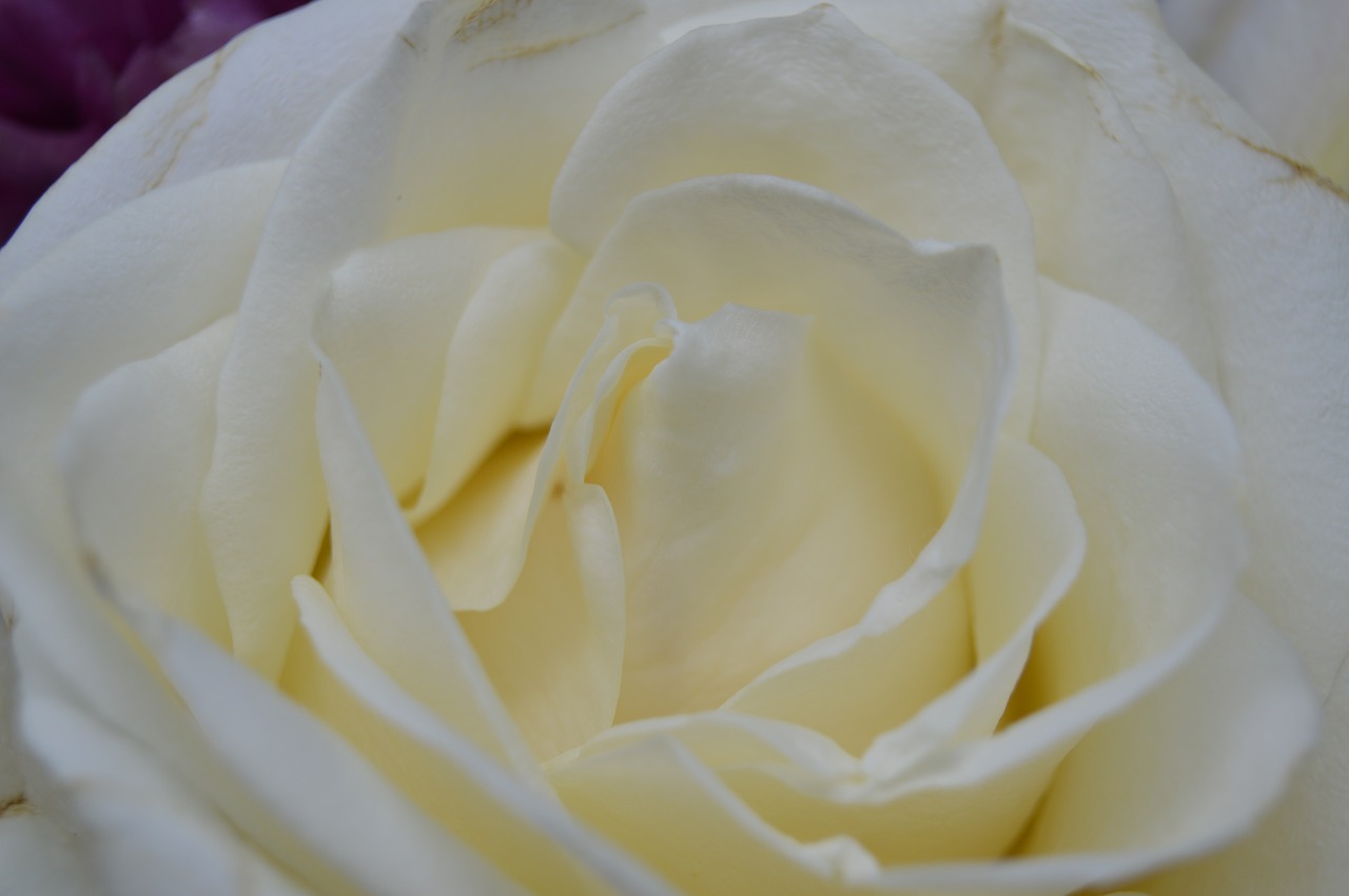Лепестками белых роз. Роза Бранко. White Bloom.