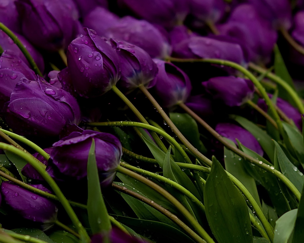 Что означают фиолетовые тюльпаны