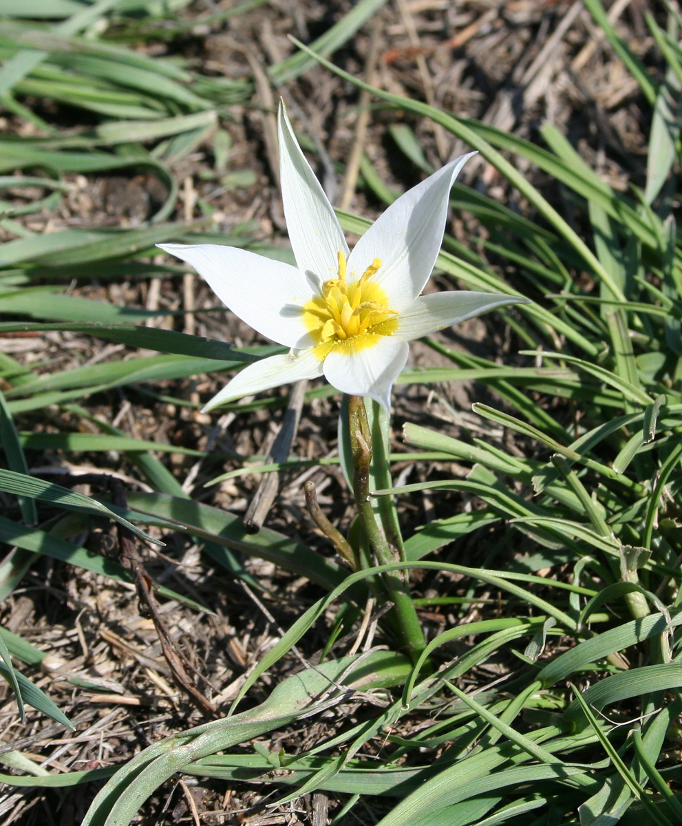 Тюльпан поникающий (Tulipa Patens)