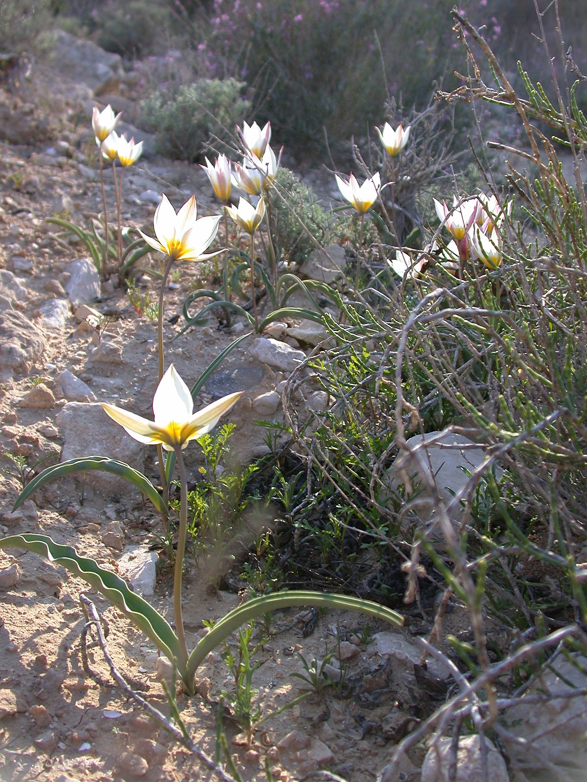 Тюльпан Ботанический полихрома