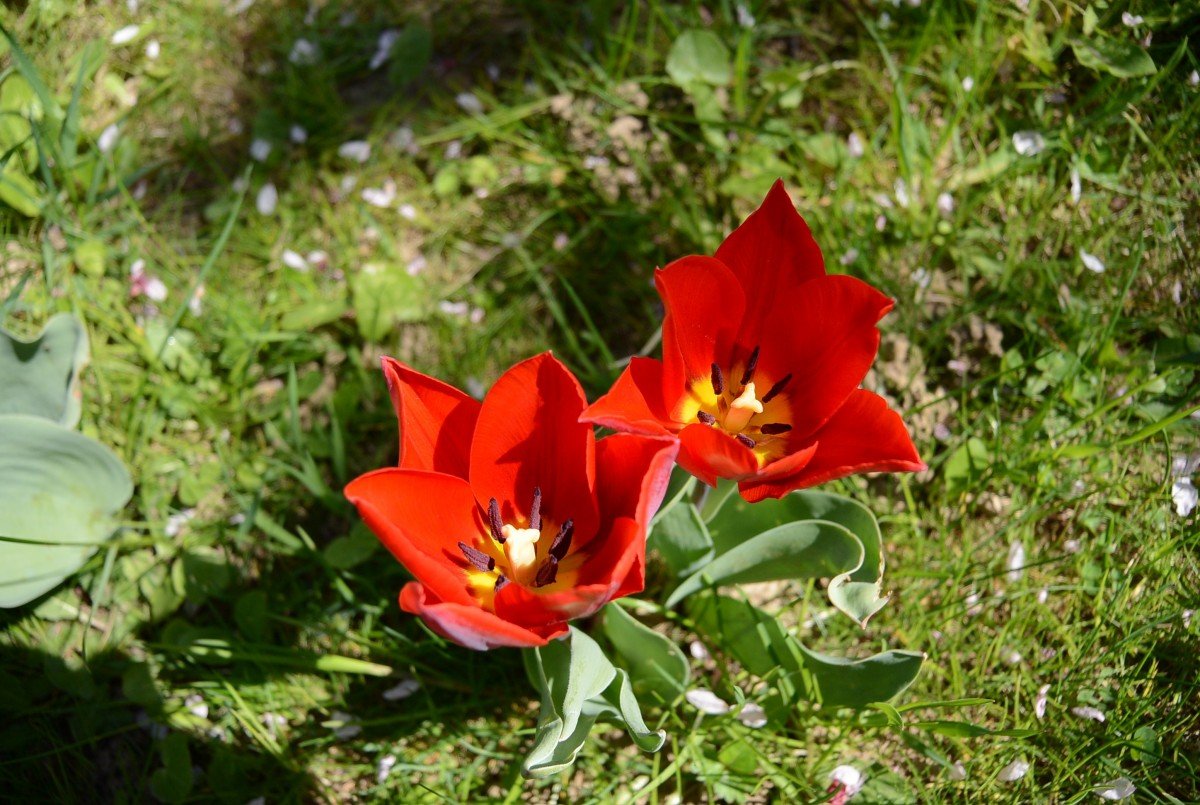 Значение тюльпана в природе
