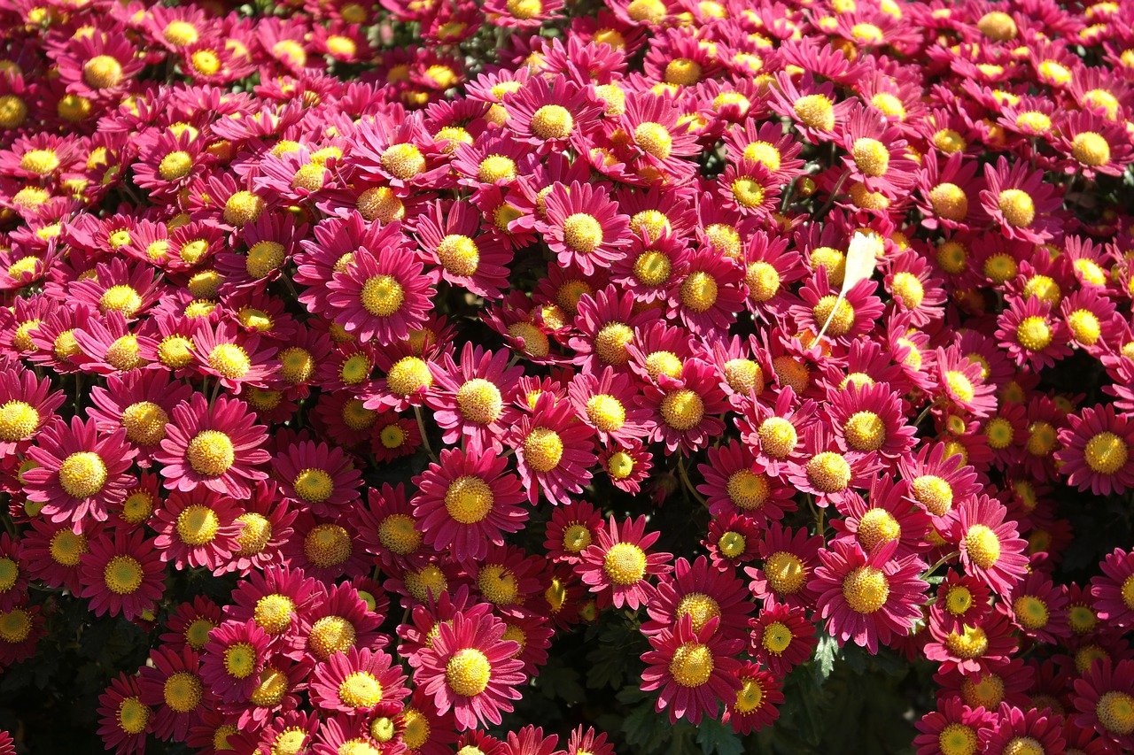Хризантема мелкоцветковая бордовая