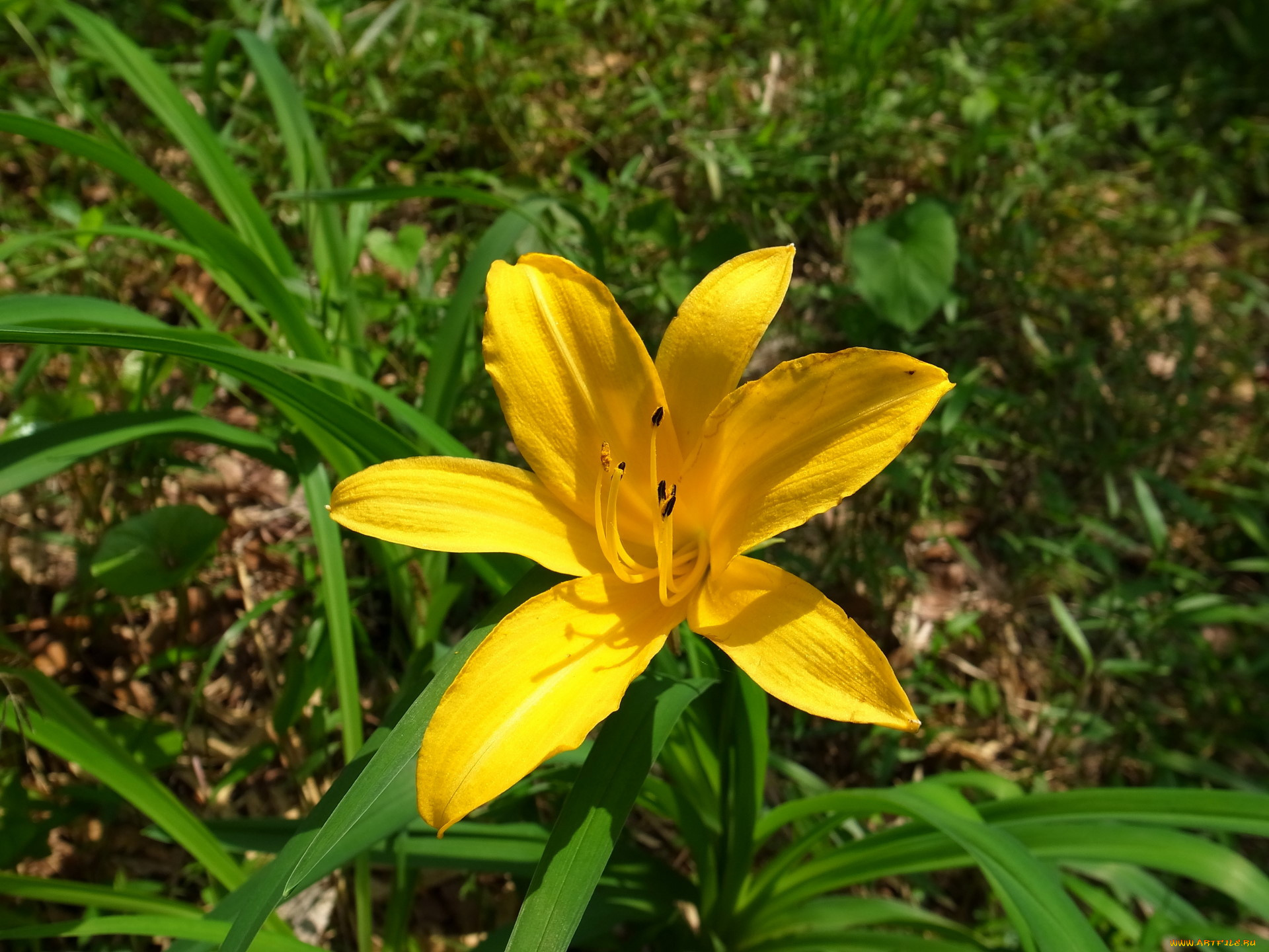 Полевая Лилия цветок