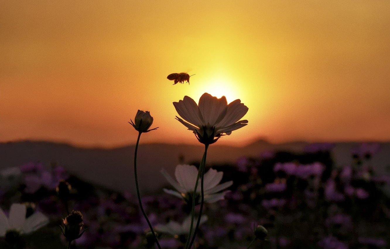 Фото красивые цветы на рассвете