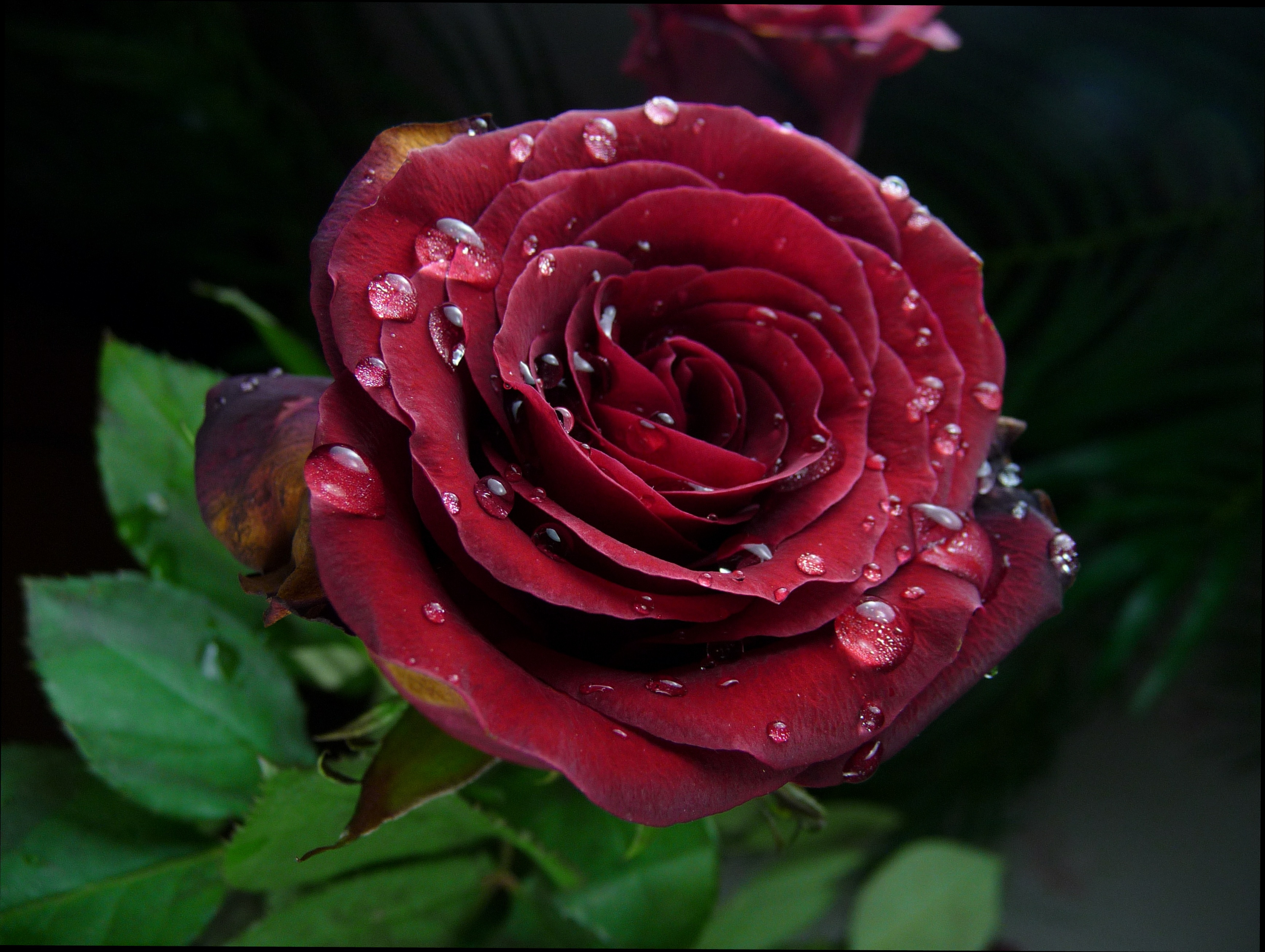 Бордо Bordeaux роза